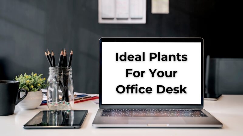 12 Ideal Plants for Your Office Desk